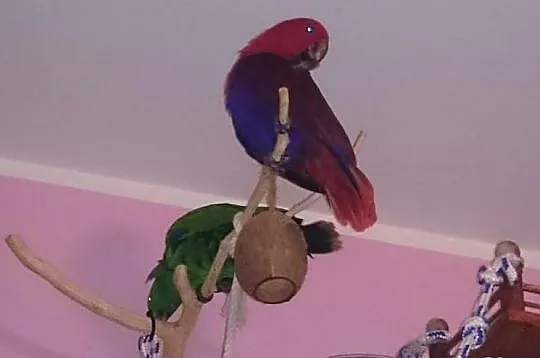 Papugi Lory Wielkie