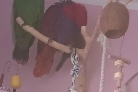 Papugi Lory Wielkie