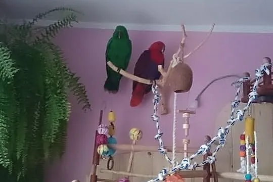 Papugi Lory Wielkie