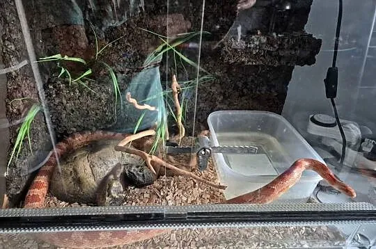 Wąż zbożowych z terrarium, Pomorskie, Gdynia
