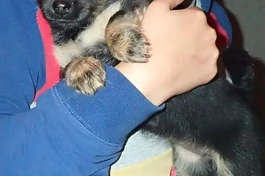 Mała - 2,5 miesięczna kruszynka do adopcji ,  mazo