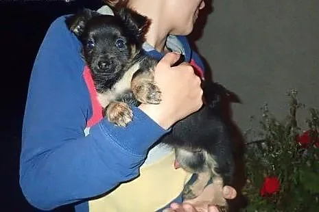 Mała - 2,5 miesięczna kruszynka do adopcji ,  mazo