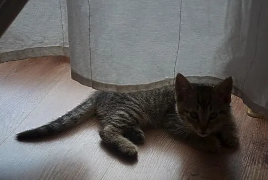 Killer i Klakier- kociaki szukają domu