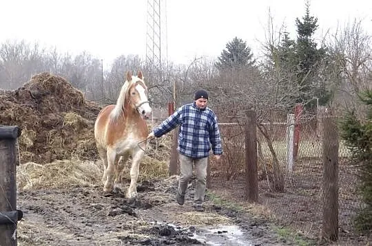 Sprzedam klacz zimnokrwistą !
