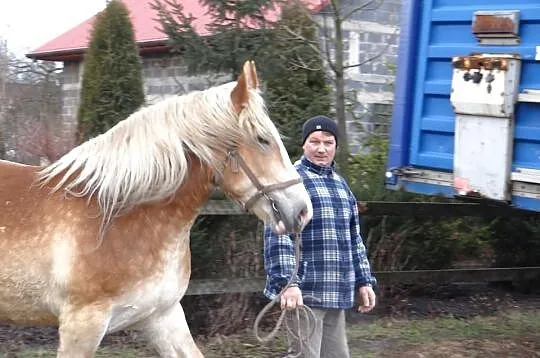 Sprzedam klacz zimnokrwistą !