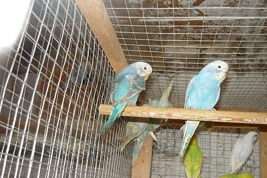 Papużki faliste 2019, Pruchna