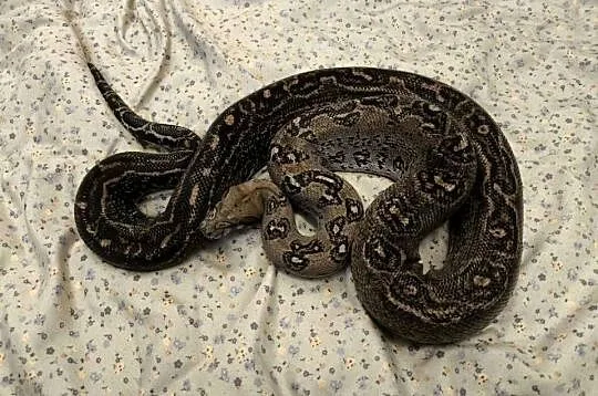 Boa constrictor | Leopard Anery Type 2 | samiec