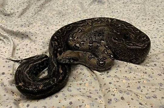 Boa constrictor | Leopard Anery Type 2 | samiec, Mazowieckie, Siedlce