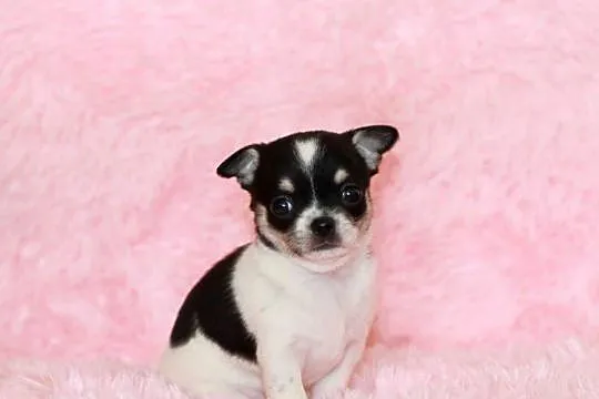 Chihuahua suczka ZKwP FCI