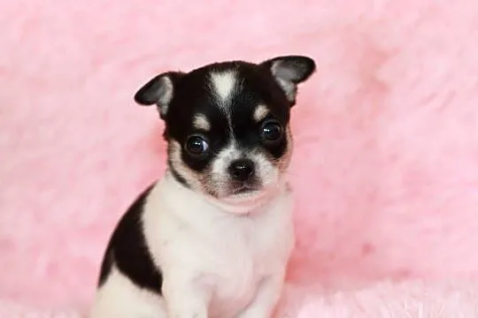 Chihuahua suczka ZKwP FCI, Zachodniopomorskie, Świnoujście