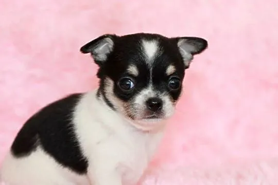 Chihuahua suczka ZKwP FCI, Zachodniopomorskie, Świnoujście