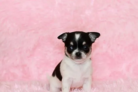 Chihuahua suczka ZKwP FCI, Zachodniopomorskie, Świnoujście