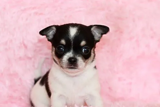 Chihuahua suczka ZKwP FCI, Zachodniopomorskie, Świnoujście