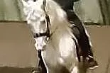 Sprzedam klacz, , 