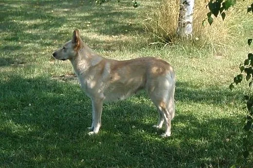 Szczeniaki albo/oraz śliczną sunię w dobre ręce,  