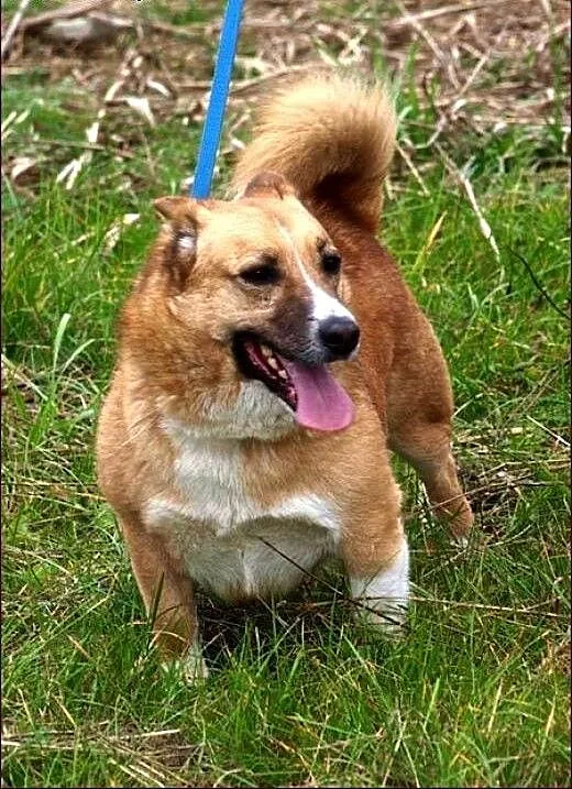 Już nie szukaj innego! Weź Bobika! :), warmińsko-