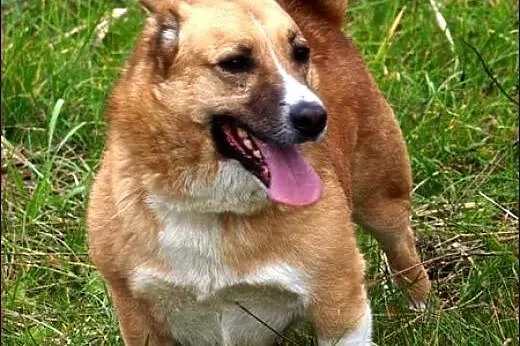 Już nie szukaj innego! Weź Bobika! :),  warmińsko-
