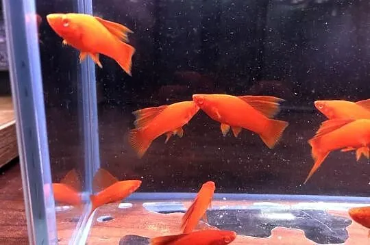 Wiedeński Delta mieczyk Red Albino