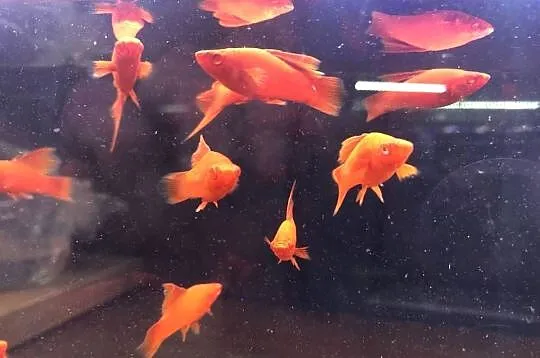 Wiedeński Delta mieczyk Red Albino, Łódzkie, Justynów