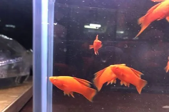 Wiedeński Delta mieczyk Red Albino, Łódzkie, Justynów