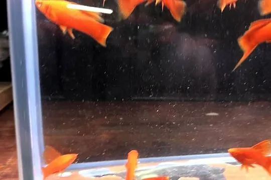 Wiedeński Delta mieczyk Red Albino, Łódzkie, Justynów