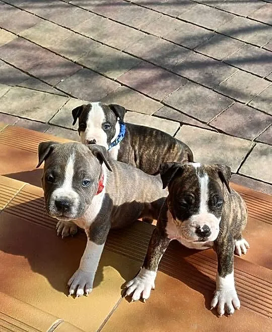 Szczenięta Amstaff/ american staffordshire terrier, Mazowieckie, Wyszków