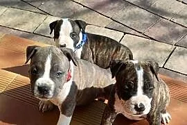 Szczenięta Amstaff/ american staffordshire terrier