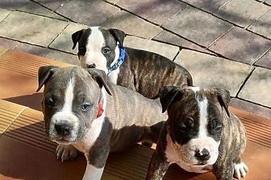 Szczenięta Amstaff/ american staffordshire terrier, Mazowieckie, Wyszków