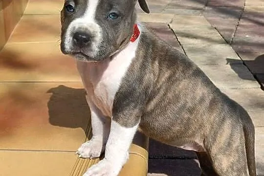 Szczenięta Amstaff/ american staffordshire terrier, Mazowieckie, Wyszków