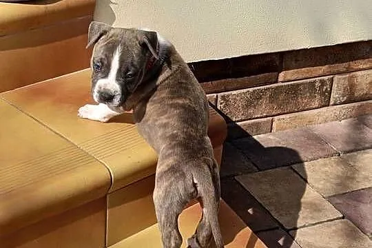 Szczenięta Amstaff/ american staffordshire terrier, Mazowieckie, Wyszków