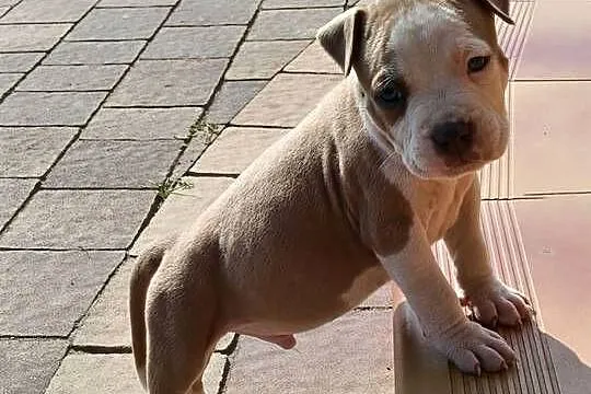 Szczenięta Amstaff/ american staffordshire terrier, Mazowieckie, Wyszków