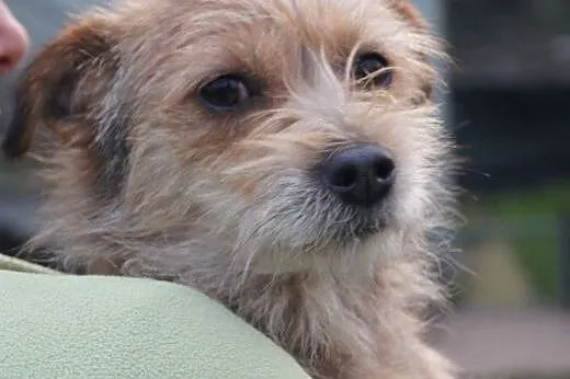 Sasza słodka, kochana, malutka suczka 6 kg ADOPCJA,  małopolskie Kraków