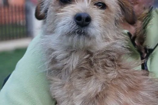 Sasza słodka, kochana, malutka suczka 6 kg ADOPCJA