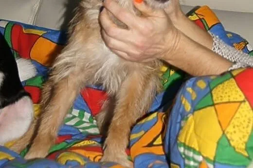 Sasza słodka, kochana, malutka suczka 6 kg ADOPCJA
