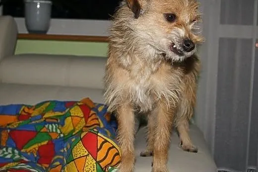 Sasza słodka, kochana, malutka suczka 6 kg ADOPCJA