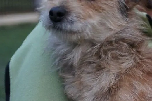 Sasza słodka, kochana, malutka suczka 6 kg ADOPCJA