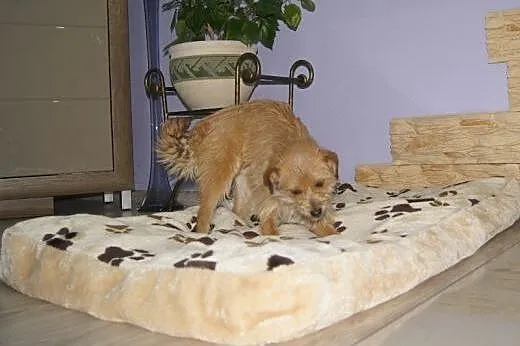 Sasza słodka, kochana, malutka suczka 6 kg ADOPCJA