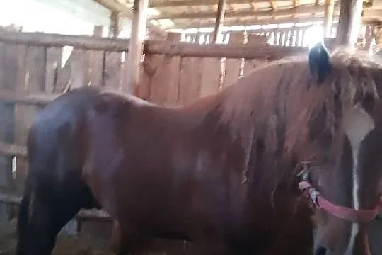 Sprzedam ogiera zimnokwistego, Mazowieckie, Gąbin