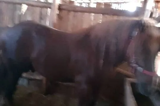 Sprzedam ogiera zimnokwistego, Mazowieckie, Gąbin