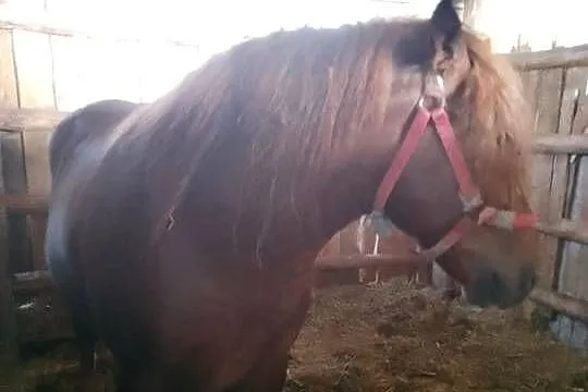 Sprzedam ogiera zimnokwistego, Mazowieckie, Gąbin