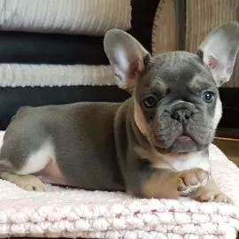Najwyższej jakości szczenięta rasy French Bulldog, samce i samice. Czystej krwi.
