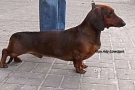 Jamnik krótkowłosy standard-rodowodowy 1 rudy pies, Jaworzno