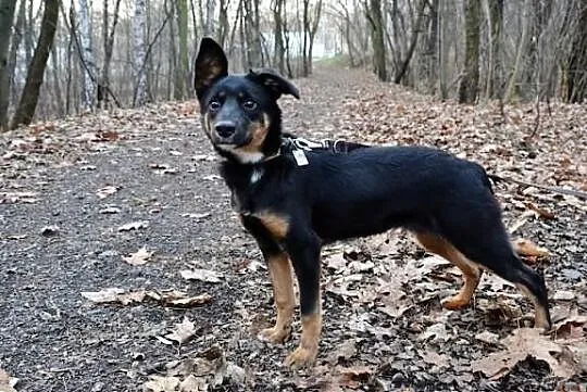 Półroczna Funia czeka na dom w schronisku