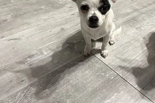 Chihuahua
