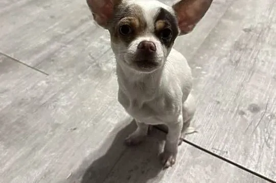 Chihuahua, Małopolskie, Gorlice