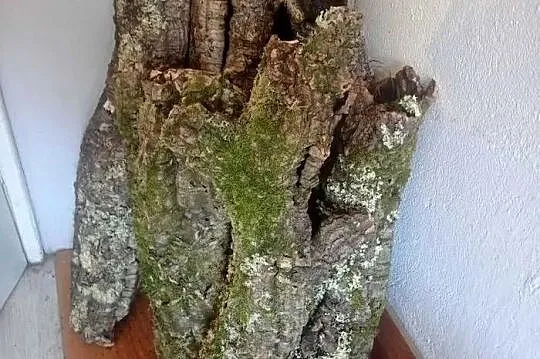 Tuby korkowe do Terrarium, Wielkopolskie, Ostrów Wielkopolski