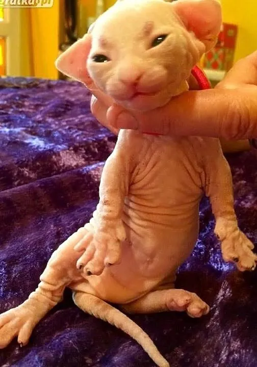 Bambino