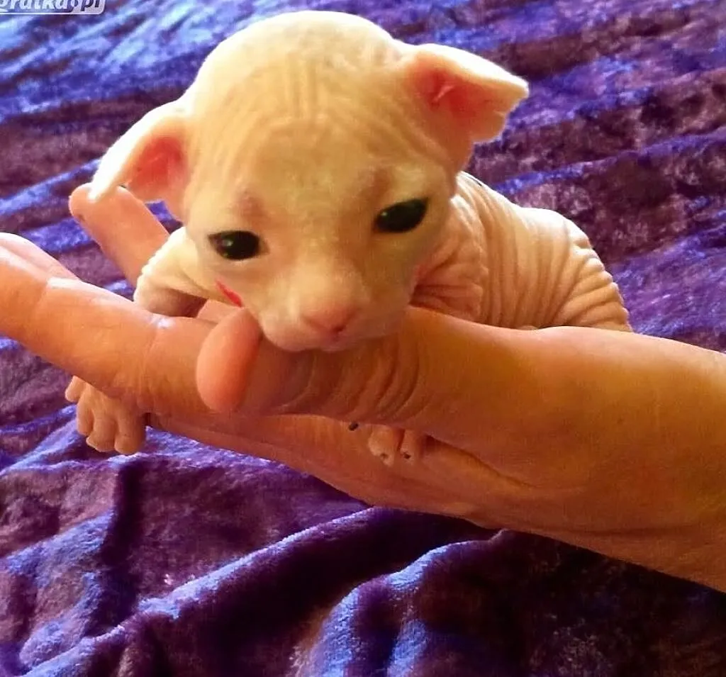Bambino
