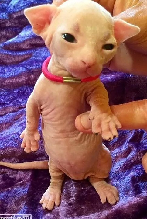 Bambino