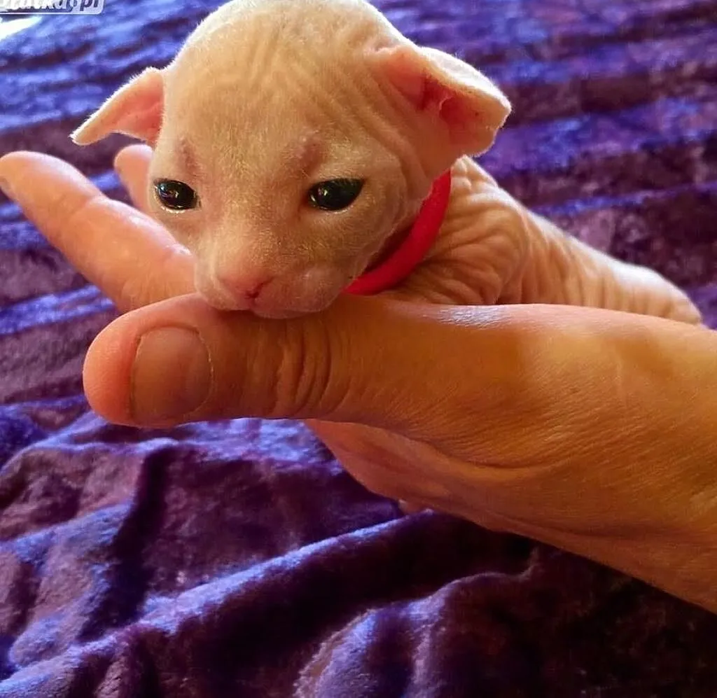 Bambino